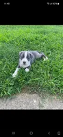 Lana, a female American Pit Bull Terrier for sale in Louisville, KY – 1 of 3