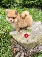 Lovebug, a female Pomeranian for sale in Minerva, OH – 3 of 5