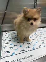 Lovebug, a female Pomeranian for sale in Minerva, OH – 10 of 10