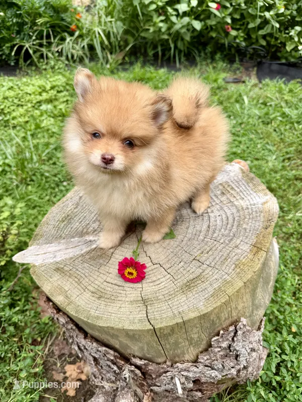 Lovebug – Pomeranian puppy for sale in Minerva, OH