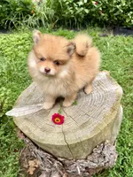 Lovebug, a female Pomeranian for sale in Minerva, OH – 1 of 5