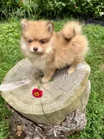 Lovebug, a female Pomeranian for sale in Minerva, OH – 2 of 5