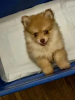 Lovebug, a female Pomeranian for sale in Minerva, OH – 6 of 10