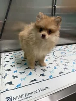 Lovebug, a female Pomeranian for sale in Minerva, OH – 9 of 10