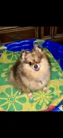 Lovebug, a female Pomeranian for sale in Minerva, OH – 5 of 5