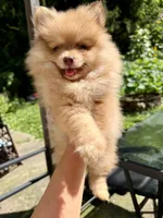 Lovebug, a female Pomeranian for sale in Minerva, OH – 7 of 10