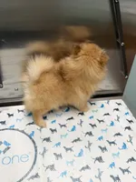 Lovebug, a female Pomeranian for sale in Minerva, OH – 8 of 10
