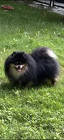 Lovebug, a female Pomeranian for sale in Minerva, OH – 4 of 5