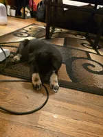 Shepski!!, a male German Shepherd Dog and Siberian Husky for sale in Commerce City, CO – Photo 5 of 8