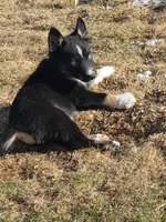 Shepski!!, a male German Shepherd Dog and Siberian Husky for sale in Commerce City, CO – Photo 1 of 8