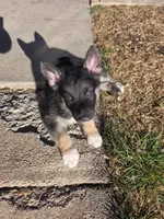 Shepski!!, a male German Shepherd Dog and Siberian Husky for sale in Commerce City, CO – Photo 7 of 8