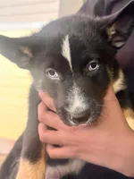Shepski!!, a male German Shepherd Dog and Siberian Husky for sale in Commerce City, CO – Photo 2 of 8