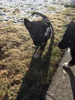 Shepski!!, a male German Shepherd Dog and Siberian Husky for sale in Commerce City, CO – Photo 6 of 8
