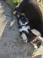 Shepski!!, a male German Shepherd Dog and Siberian Husky for sale in Commerce City, CO – Photo 8 of 8