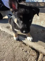 Shepski!!, a male German Shepherd Dog and Siberian Husky for sale in Commerce City, CO – Photo 4 of 8