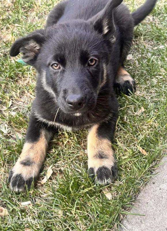 Mrs. Shepski – German Shepherd Dog, Siberian Husky puppy for sale in Commerce City, CO