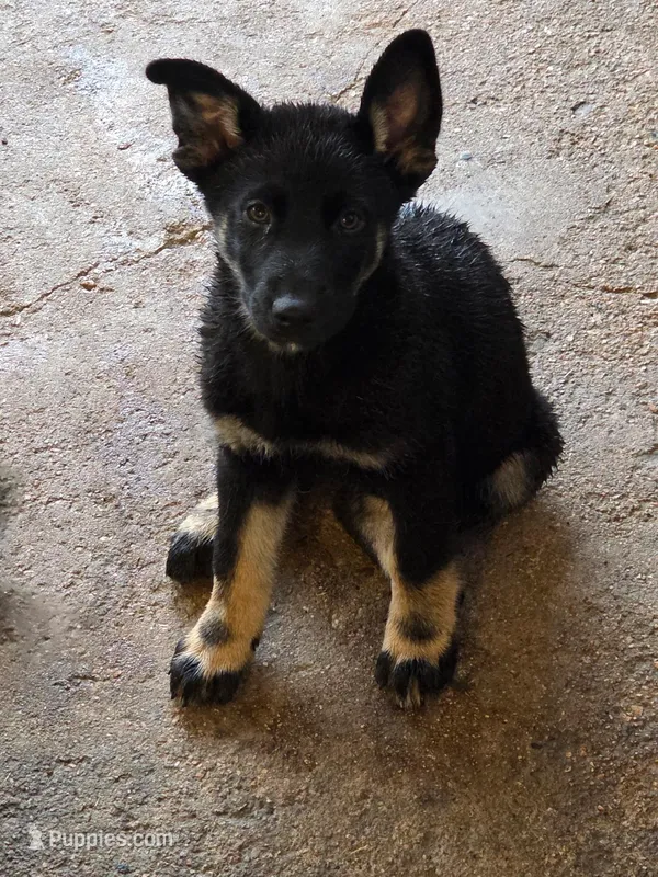 Mrs. Shepski – German Shepherd Dog, Siberian Husky puppy for sale in Commerce City, CO