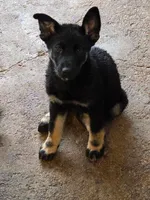 Sweet Girl , a female German Shepherd Dog and Siberian Husky for sale in Commerce City, CO – Photo 2 of 3