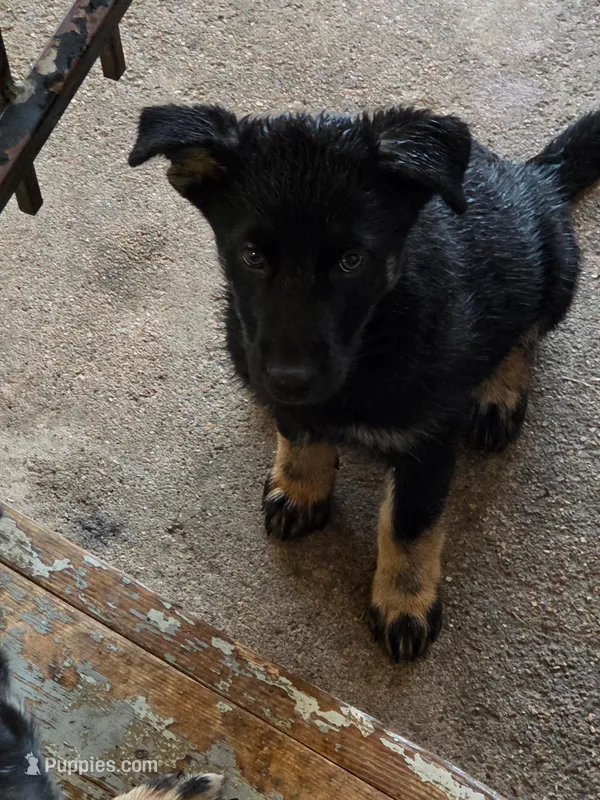 Sweet Girl  – German Shepherd Dog, Siberian Husky puppy for sale in Commerce City, CO