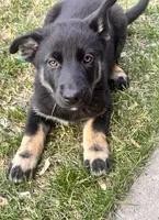 Sweet Girl , a female German Shepherd Dog and Siberian Husky for sale in Commerce City, CO – Photo 3 of 3