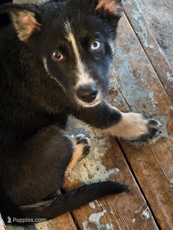 Shepski!! – German Shepherd Dog, Siberian Husky puppy for sale in Commerce City, CO