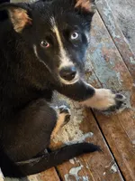 Shepski!!, a male German Shepherd Dog and Siberian Husky for sale in Commerce City, CO – Photo 1 of 2