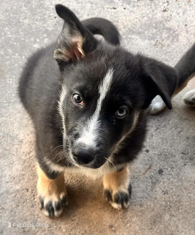 Shepski!! – German Shepherd Dog, Siberian Husky puppy for sale in Commerce City, CO