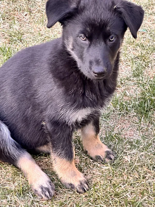 Shepski – German Shepherd Dog, Siberian Husky puppy for sale in Commerce City, CO