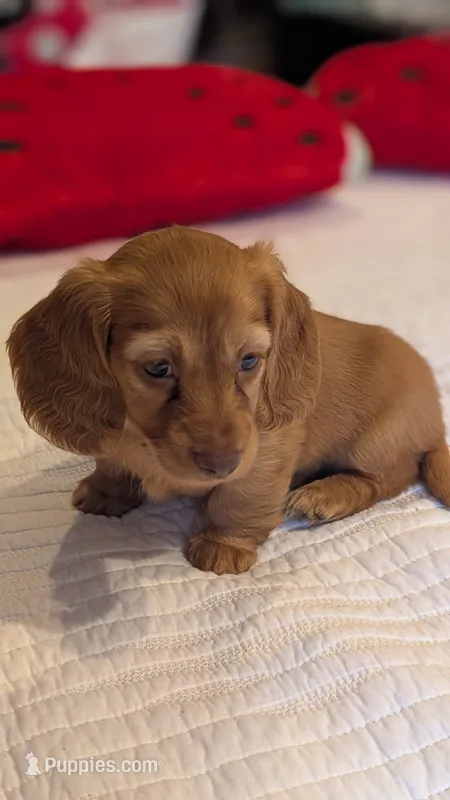 Sunkist – Miniature Dachshund puppy for sale in Rural Retreat, VA