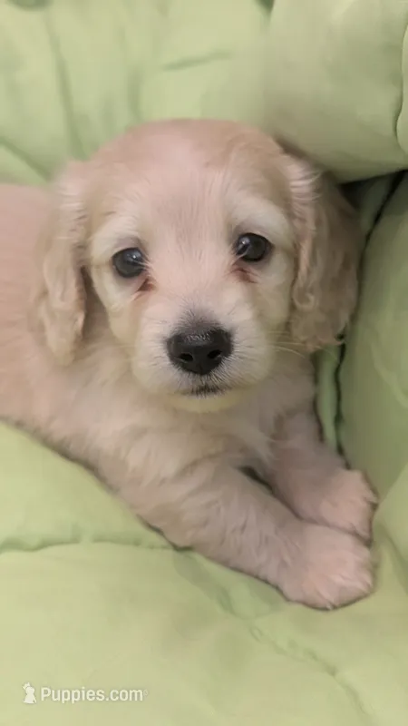 Creamy – Miniature Dachshund puppy for sale in Rural Retreat, VA
