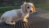 Pumpkin spice latte , a male Miniature Dachshund for sale in Rural Retreat, VA – 3 of 9