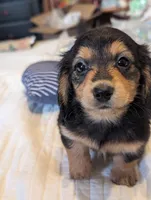 Snuggles , a male Miniature Dachshund for sale in Rural Retreat, VA – 3 of 8