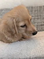 Cannoli, a female Miniature Dachshund for sale in Rural Retreat, VA – 6 of 8