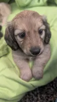 Jiff, a male Miniature Dachshund for sale in Rural Retreat, VA – 7 of 10