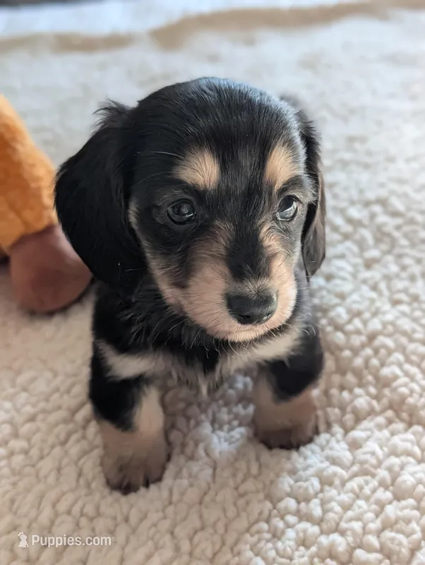 Greta – Miniature Dachshund puppy for sale in Rural Retreat, VA