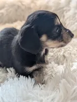 Greta, a female Miniature Dachshund for sale in Rural Retreat, VA – Photo 4 of 7