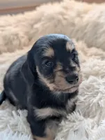 Greta, a female Miniature Dachshund for sale in Rural Retreat, VA – Photo 2 of 7