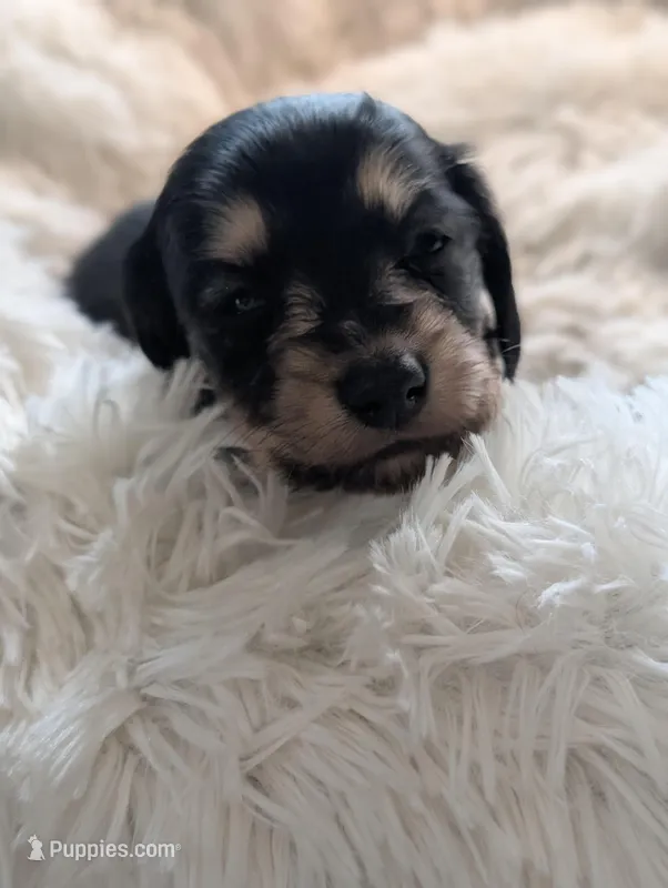 Greta – Miniature Dachshund puppy for sale in Rural Retreat, VA