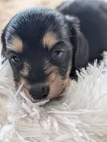 Greta, a female Miniature Dachshund for sale in Rural Retreat, VA – Photo 7 of 7