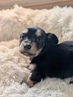 Greta, a female Miniature Dachshund for sale in Rural Retreat, VA – Photo 6 of 7