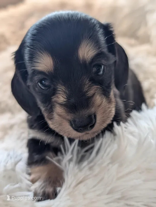 Greta – Miniature Dachshund puppy for sale in Rural Retreat, VA