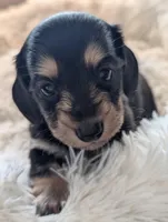 Greta, a female Miniature Dachshund for sale in Rural Retreat, VA – Photo 3 of 7