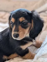 Gucci bloom, a female Miniature Dachshund for sale in Rural Retreat, VA – 3 of 5