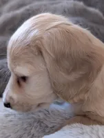 Snow buddy, a male Miniature Dachshund for sale in Rural Retreat, VA – Photo 2 of 7