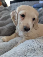 Snow buddy, a male Miniature Dachshund for sale in Rural Retreat, VA – Photo 4 of 7
