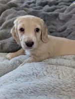 Snow buddy, a male Miniature Dachshund for sale in Rural Retreat, VA – Photo 3 of 7