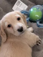 Snow buddy, a male Miniature Dachshund for sale in Rural Retreat, VA – Photo 6 of 7