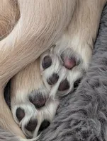 Snow buddy, a male Miniature Dachshund for sale in Rural Retreat, VA – Photo 7 of 7