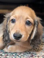 Gelato, a male Miniature Dachshund for sale in Rural Retreat, VA – 8 of 9