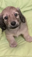 Jiff, a male Miniature Dachshund for sale in Rural Retreat, VA – 8 of 10